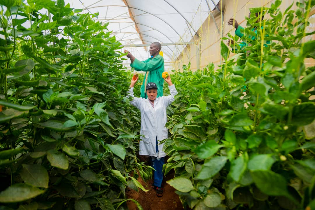 Rwandan farmers working in greenhouse - sustainable agriculture